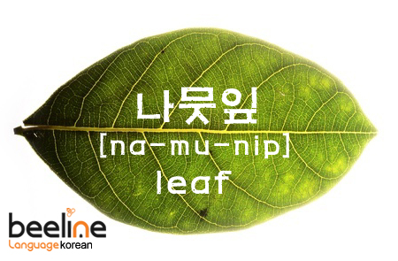 Korean words: learn Korean with pictures