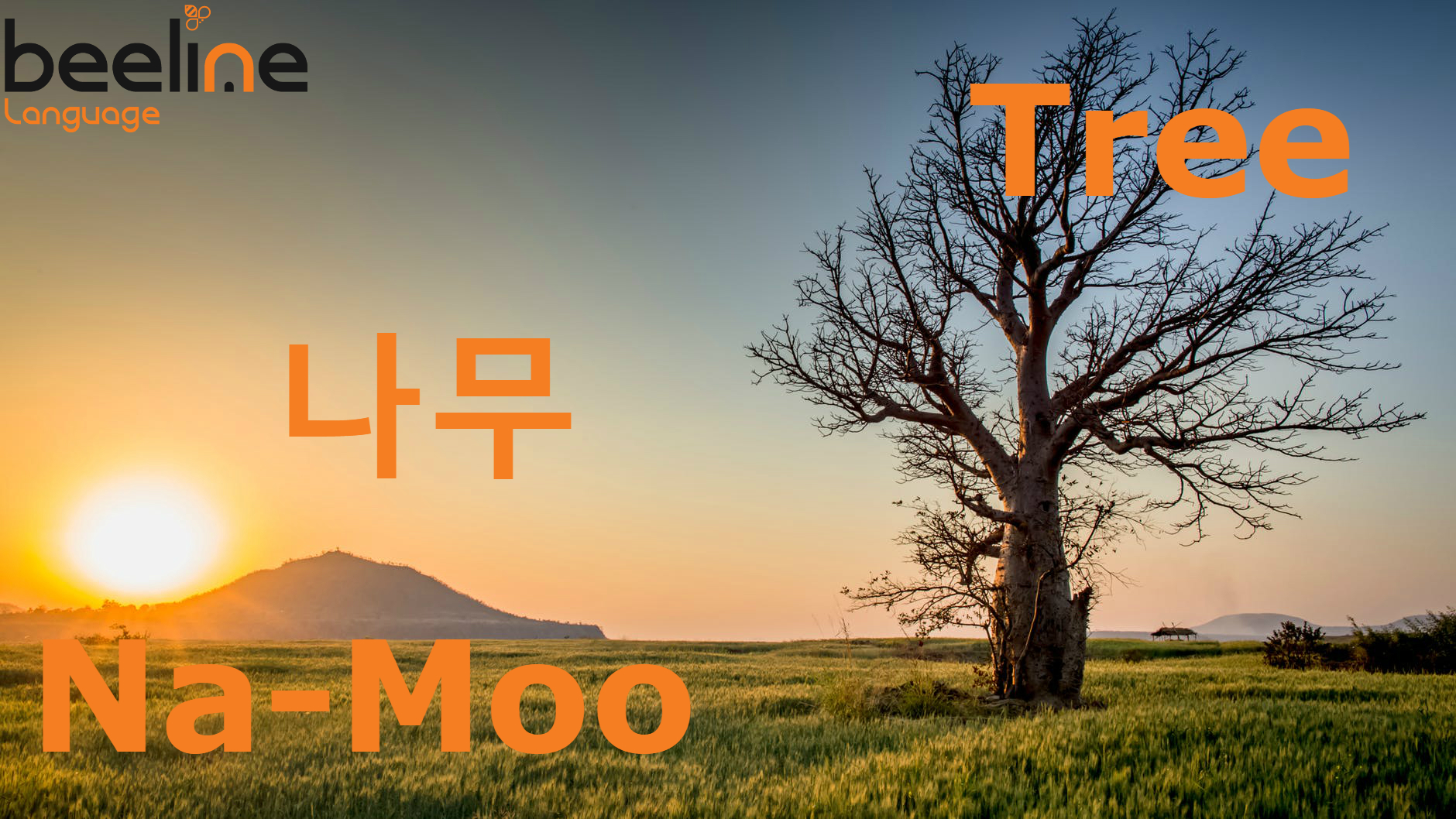 Tree In Korean How To Say Tree In Korean Beeline Korean